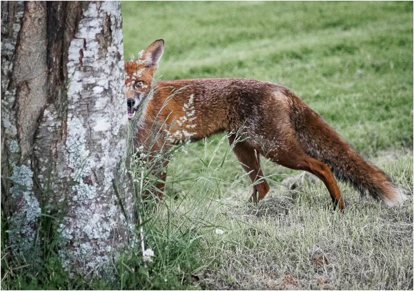 sly fox by mike parmee arps cpagb