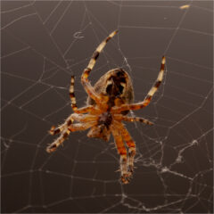 2 CROSS ORB WEAVER SPIDER by Andrew Swan 1