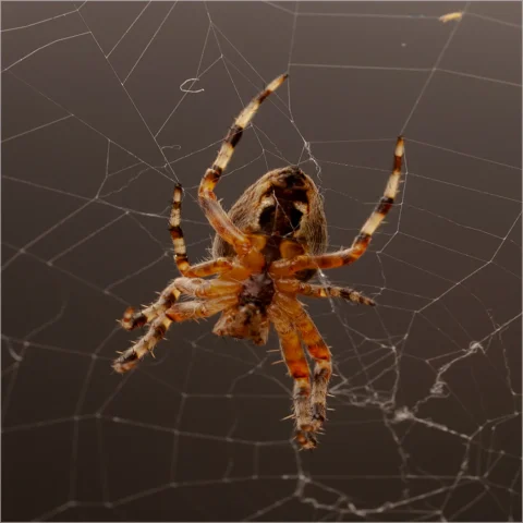 2 CROSS ORB WEAVER SPIDER by Andrew Swan 1