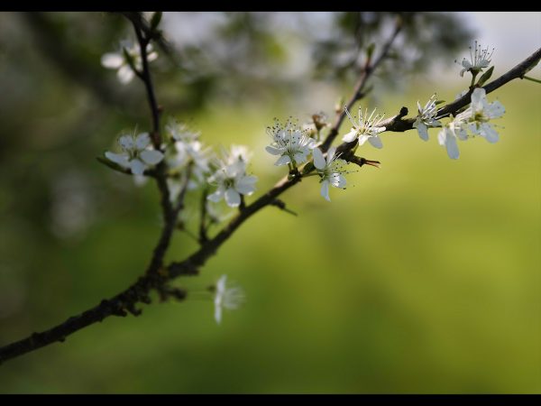 Hawthorn by Tony McMaster