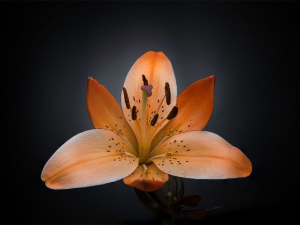 Orchid by Tony McMaster