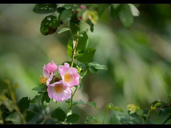 Pink flower by Tony McMaster