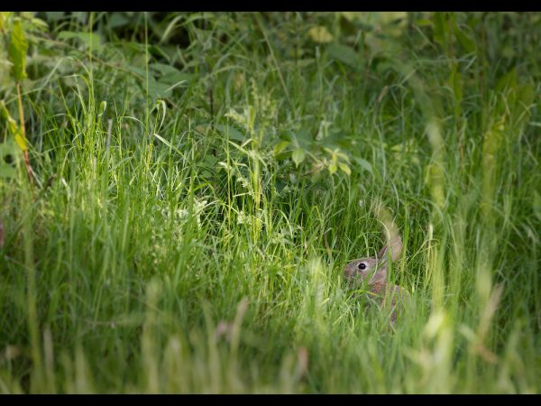 Rabbit by Tony McMaster