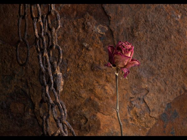 Rusty rose by Tony McMaster