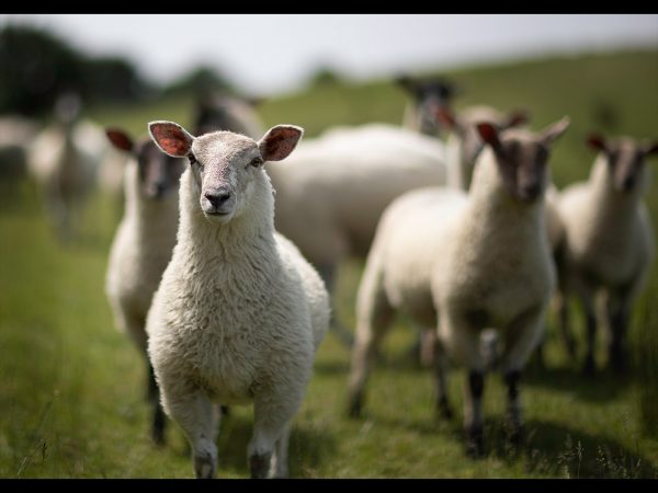 Sheeps by Tony McMaster