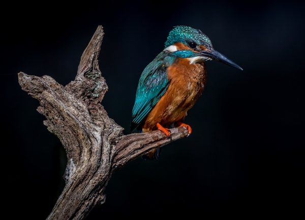 3 Kingfisher Patience by David Bray30241
