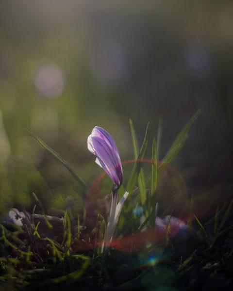 C Hocus Crocus Sized