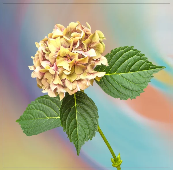 Hydrangea by Bob Hopkins