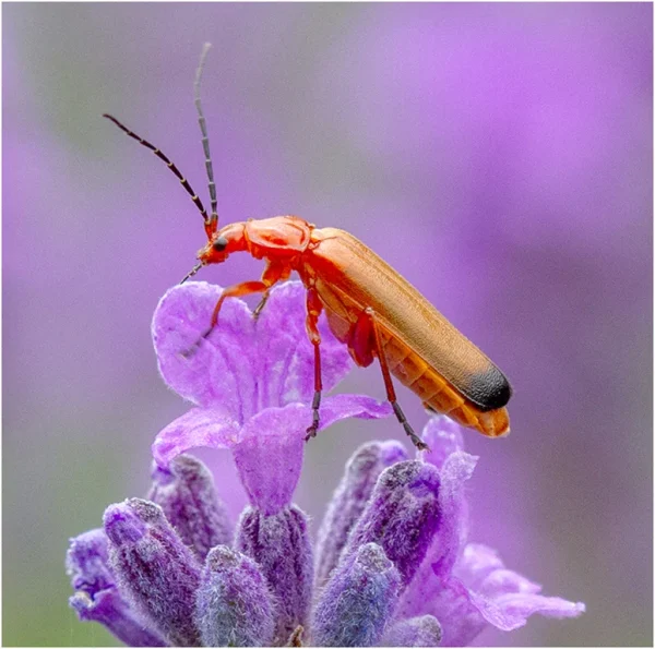 NATURES COLOURS by Bob Hopkins