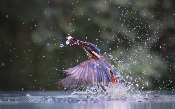 A Good Catch by David Cunnane