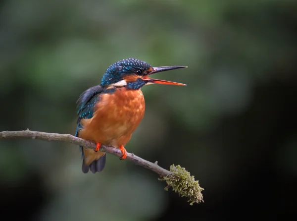 Angry Female Kingfisher by David Cunnane