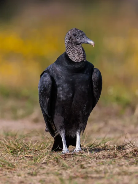 Black Vulture by Mark Ellis