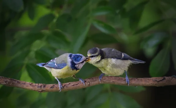 Blue Tit Feeding by David Cunnane
