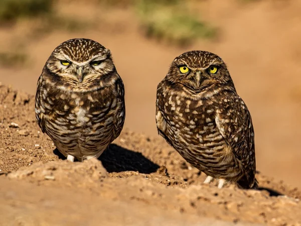 Californian Burrowing Owls by David Bray