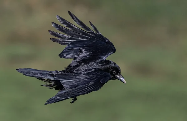 Crow In Flight by David Bray