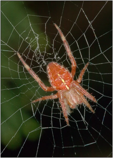 GARDEN SPIDER by Terry Mann