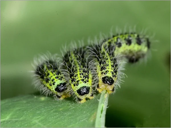 LARGE WHITE BUTTERFLY CATERPILLARS by Terry Mann