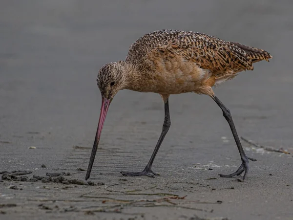 Marbled Godwit by David Bray