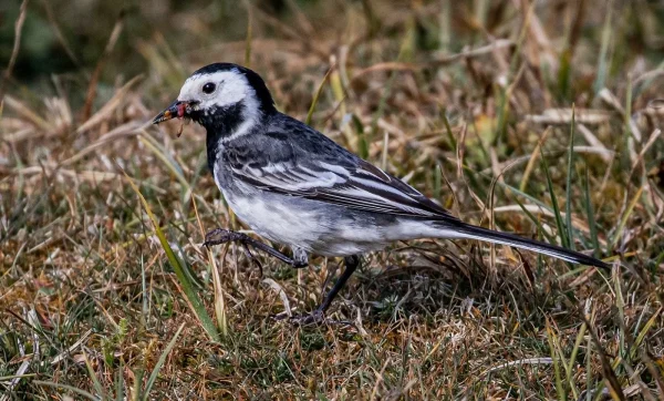 Pied Wagtail With Catch by David Bray