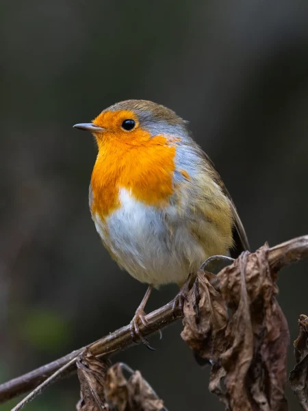 Robin by Mark Ellis