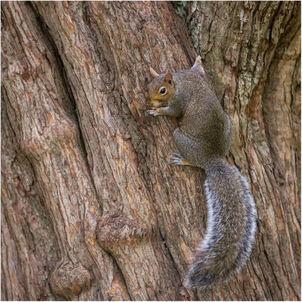 SQUIRREL ON TREE by warren strickland