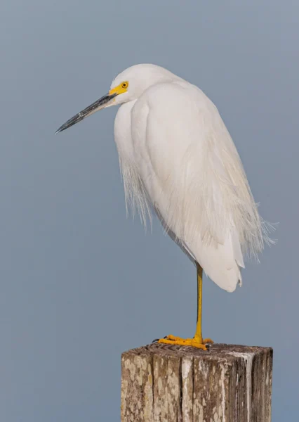 Snowy Egret by Mark Ellis