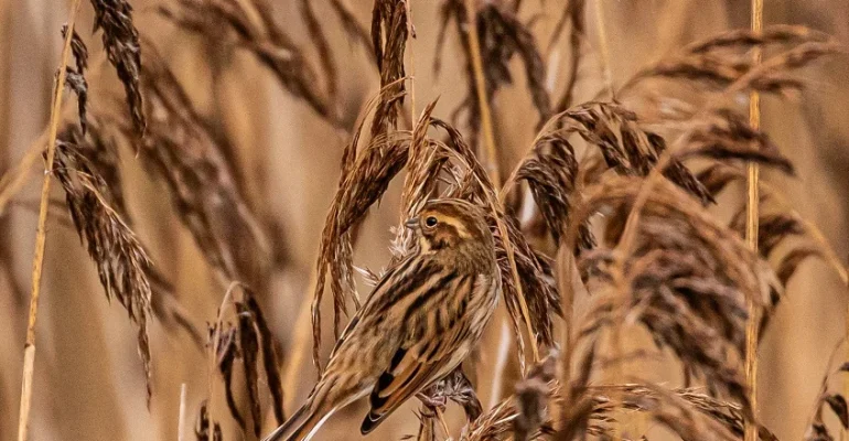 1st David Bray Reed Bunting 2 1