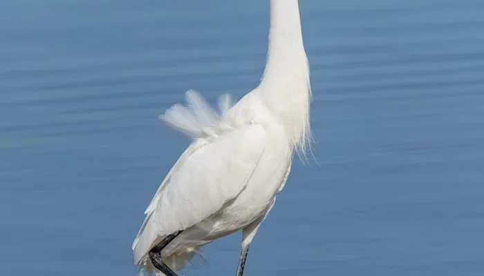 1st Mark Ellis SNOWY EGRET 1 1