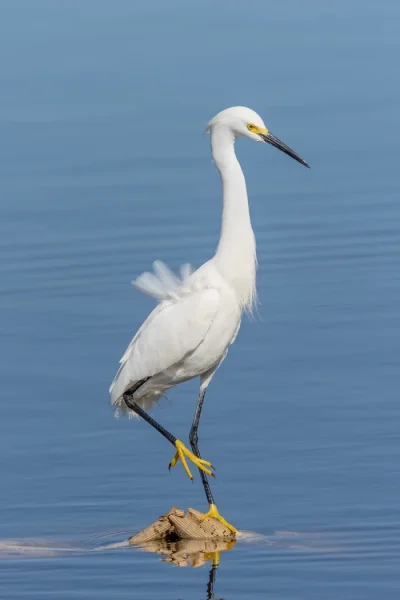 1st Mark Ellis SNOWY EGRET 1
