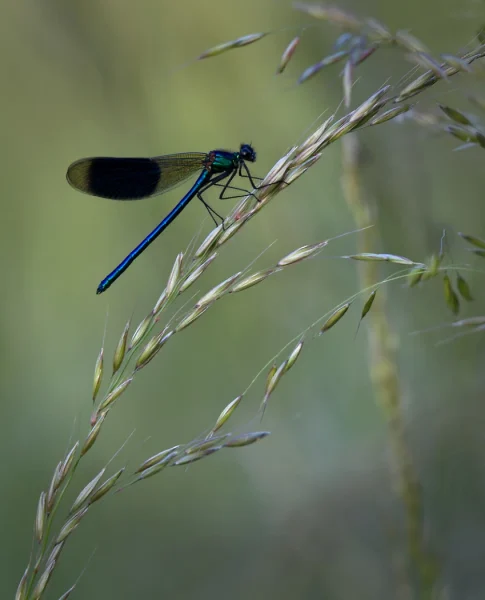 2nd David Cunnane Banded Demoiselle 1