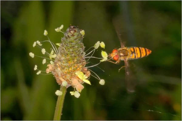 2nd Terry Mann Bee Fly Hovering 1