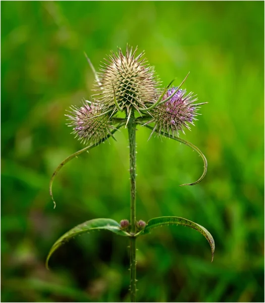 3rd Ken Monk Flowering Teasels 1