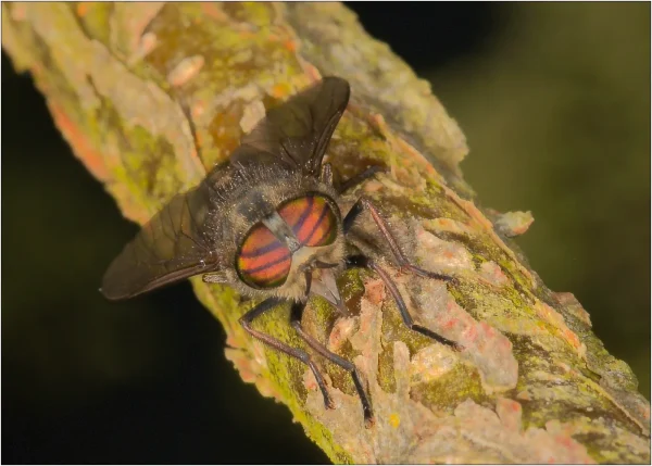 3rd Terry Mann Horse Fly With Eye Stripes 1