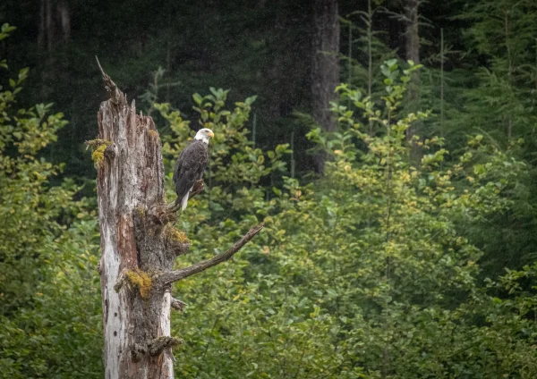 C Simon Coates Bald Eagle in rain storm 1 1