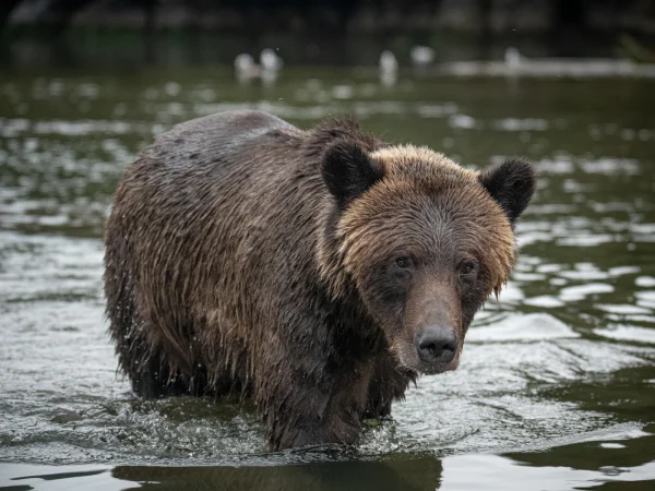 C Simon Coates Grizzly Bear Ursus arctos horribilis 1