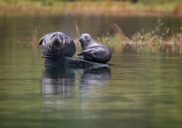 C Simon Coates Harbour Seal Pair Phoca vitulina 1