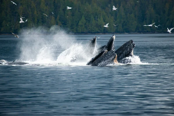 C Simon Coates Humpback whales bubble net feeding 1