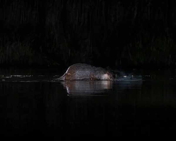 C Steven Farmer Eurasian Otter 1