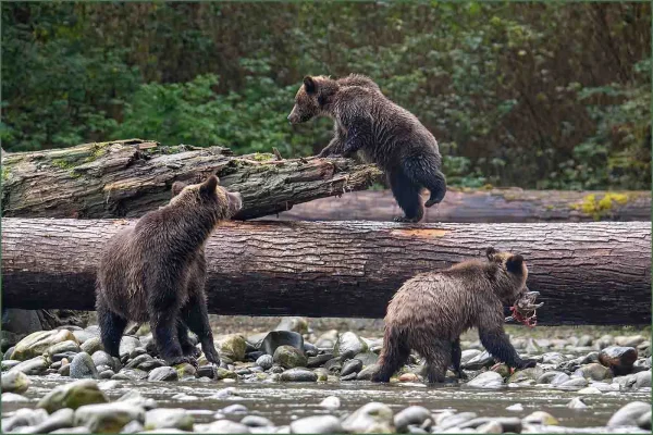 Grizzly Bear Family by Simon Coates