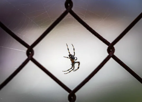 HC David Bray European Garden Spider 1