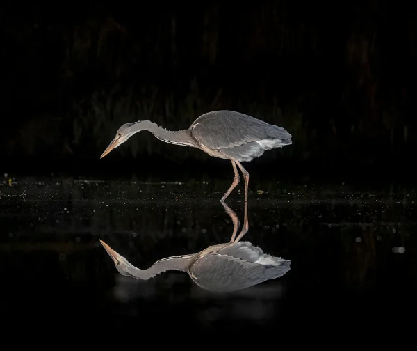 HC Steven Farmer Grey heron 1