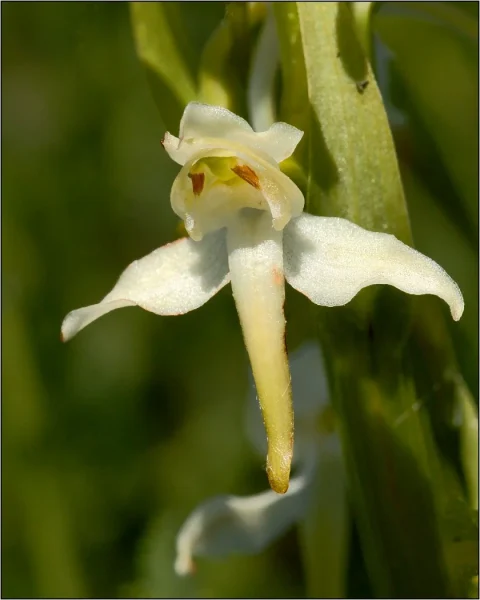 HC Terry Mann Butterfly Orchid 1