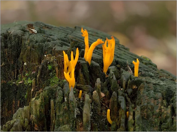 HC Terry Mann Yellow Stagshorn Fungi 1