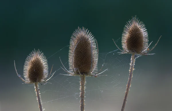 Teasel Trio by David Cunnane