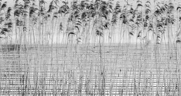 Whispering Grass by Ian Andrew