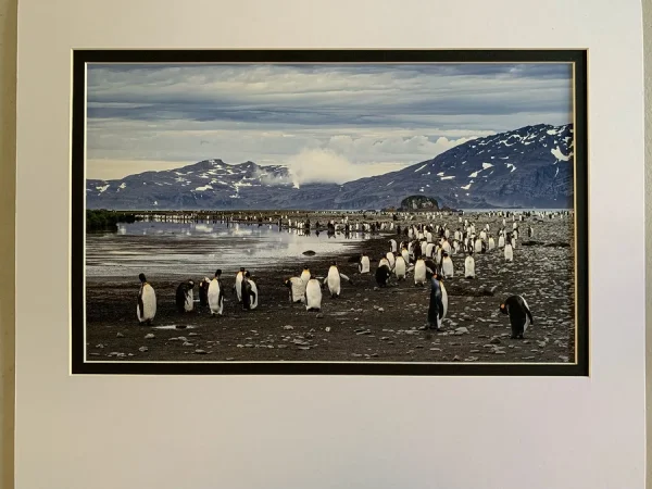 South Georgia by Simon Coates 3rd Place
