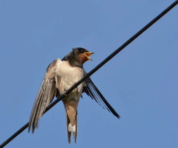 Experienced 17 Bird on a Wire by Kate Gordon David Cunnane 2239519