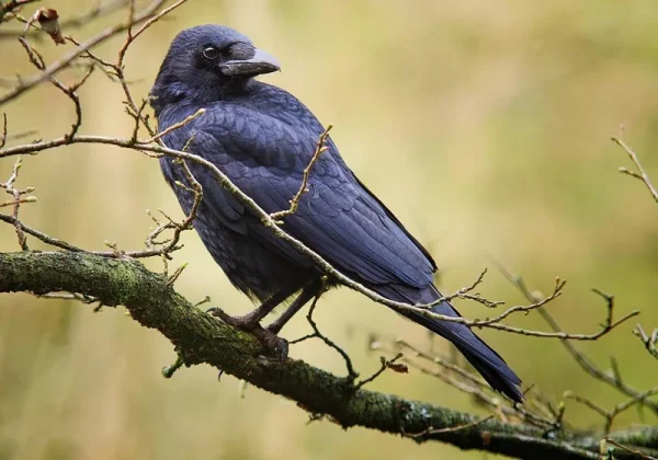 Novice 17 The Crow by James OBarr Dariusz Renke 2233607 1