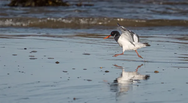 1st First Place First Oystercatcher Haematopus ostralegus Coates Simon 1