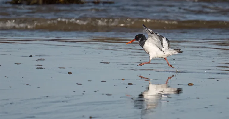 1st First Place First Oystercatcher Haematopus ostralegus Coates Simon 1